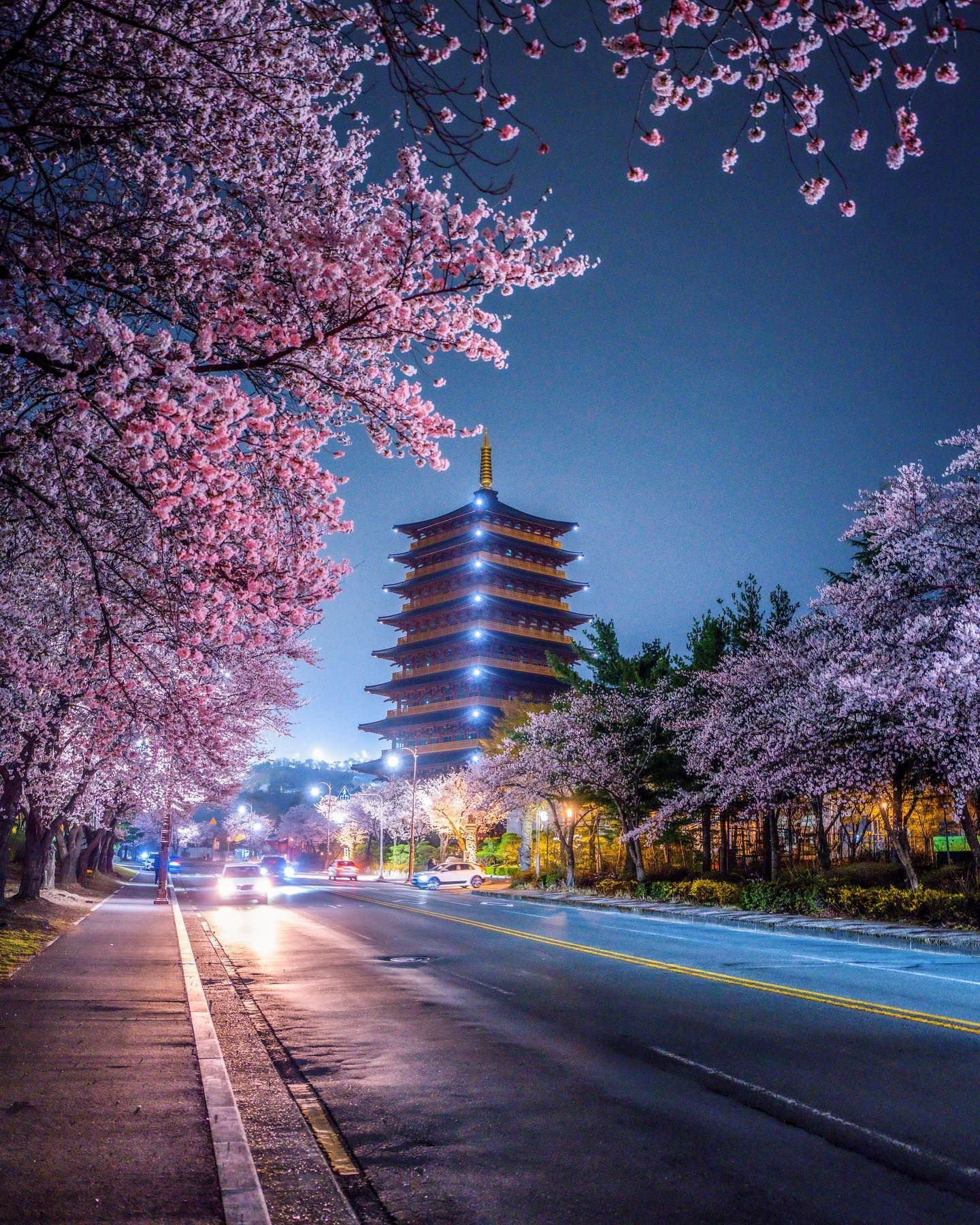 Gyeongju cherry blossom night illumination