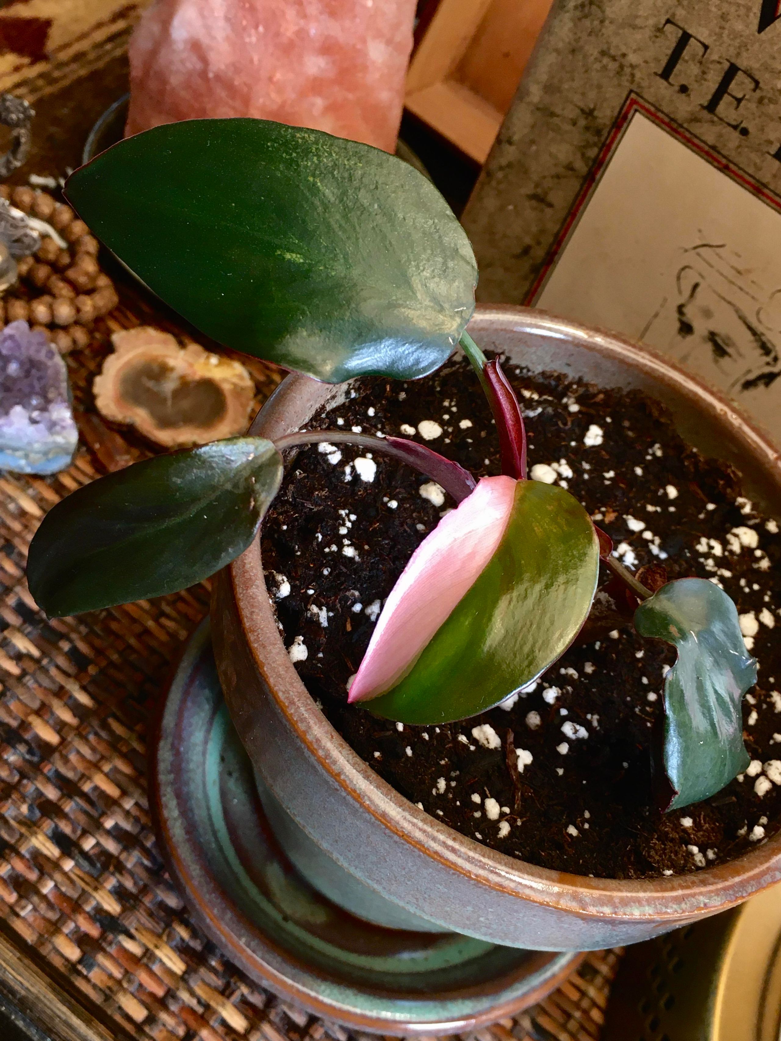 Pink Princess with variegation displayed in indoor setting