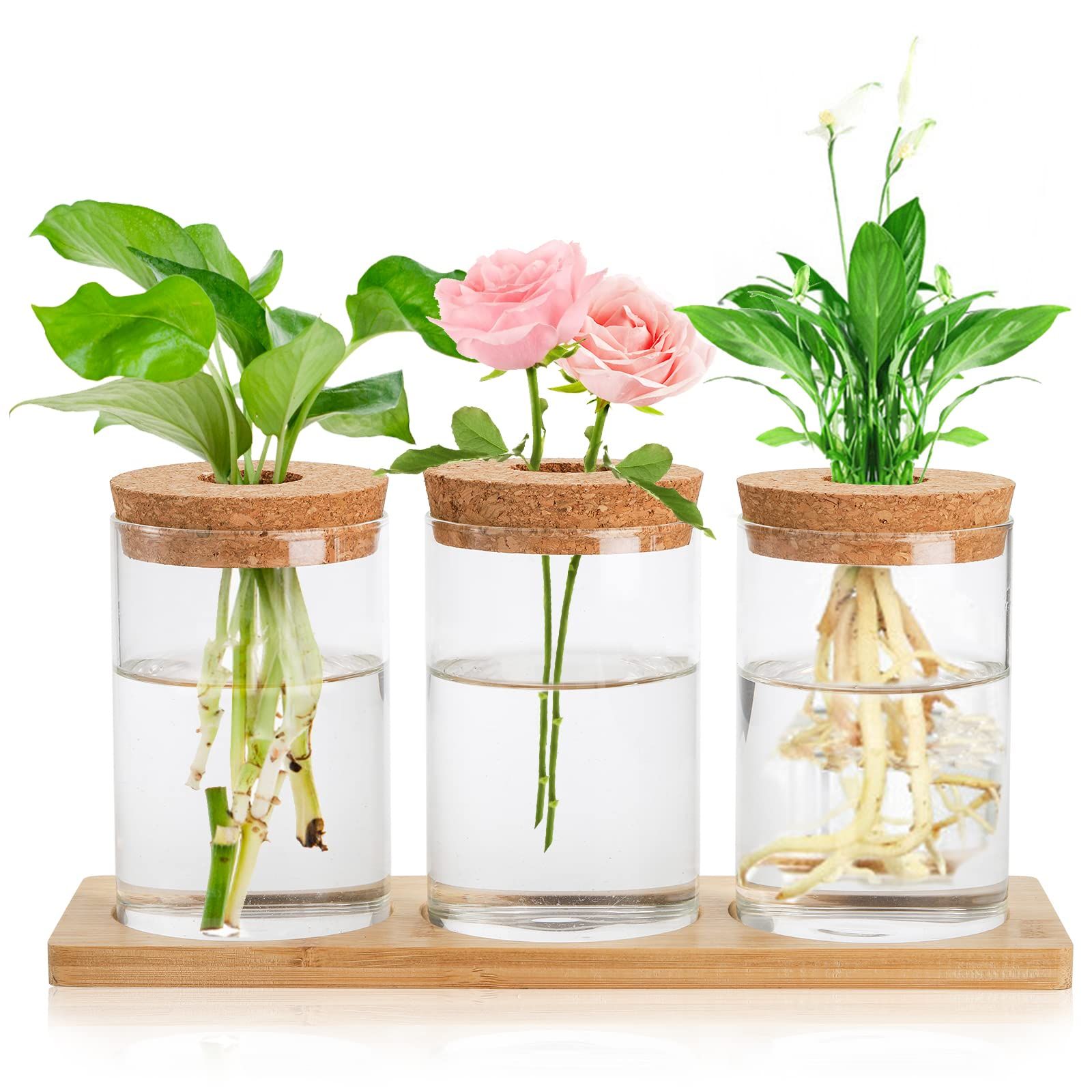 Three transparent glass propagation containers with cork lids on wooden tray displaying various plant cuttings in water