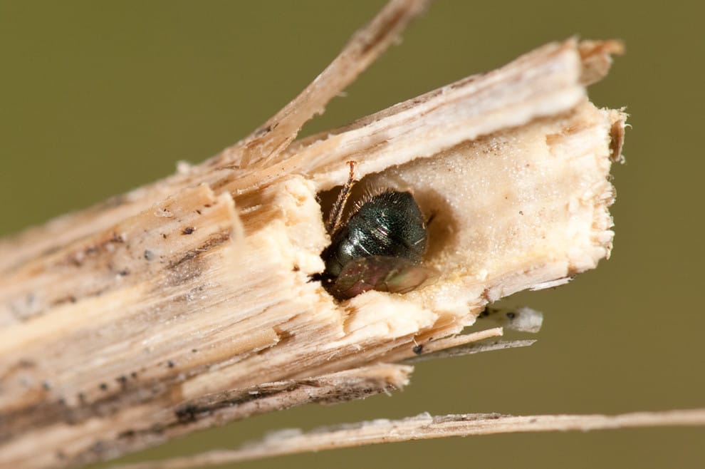 Small carpenter bee excavating pithy stem