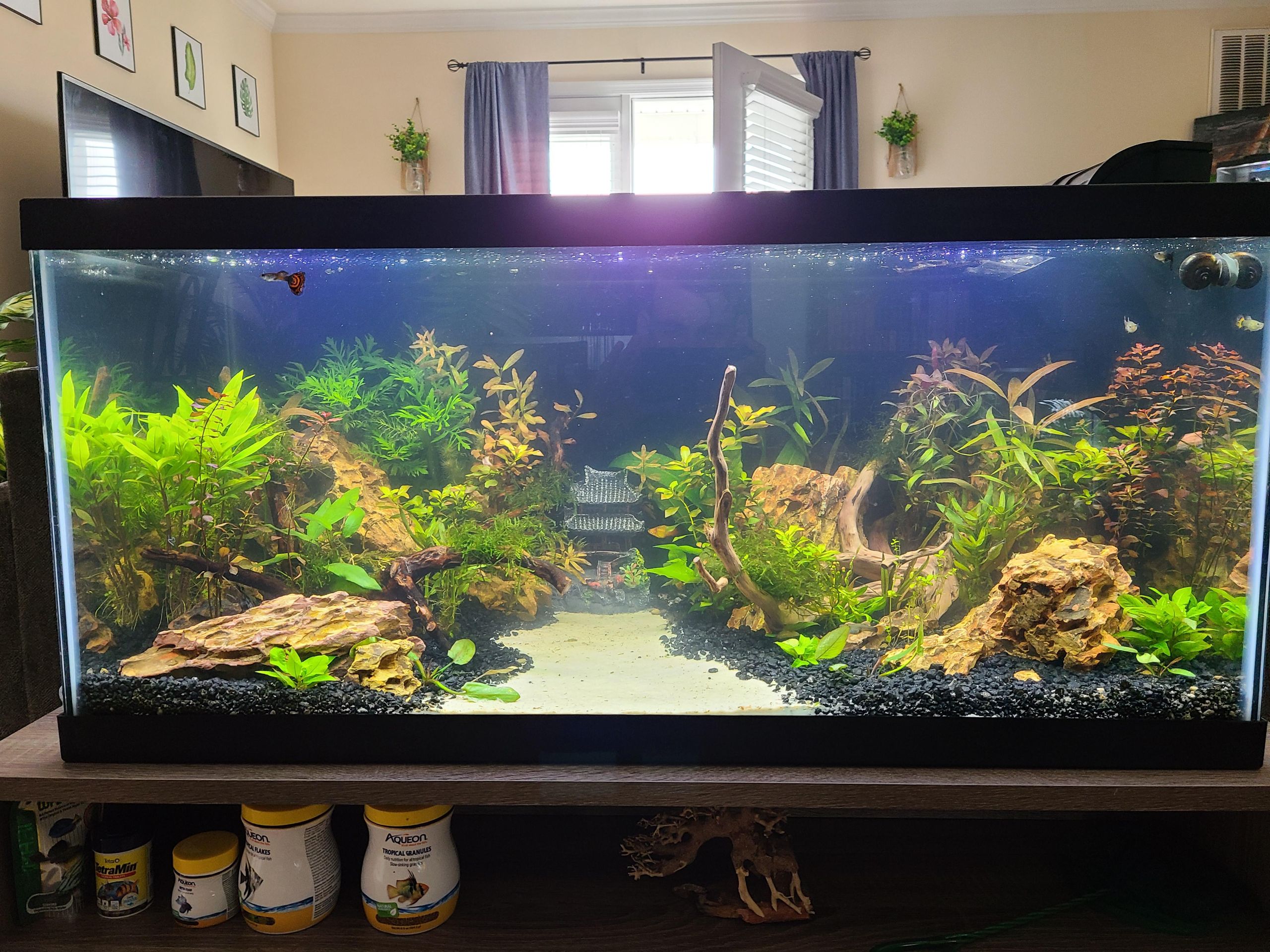 40 gallon breeder community tank stocking angelfish tetras planted aquarium