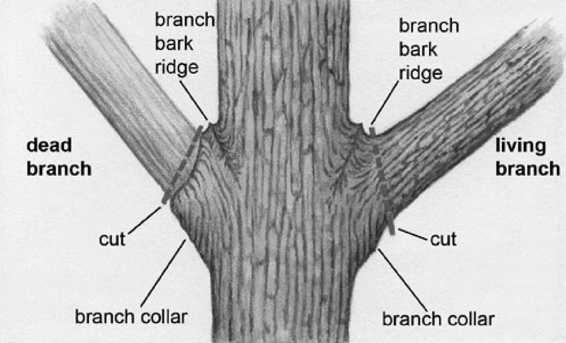 Proper pruning technique showing correct branch collar cut