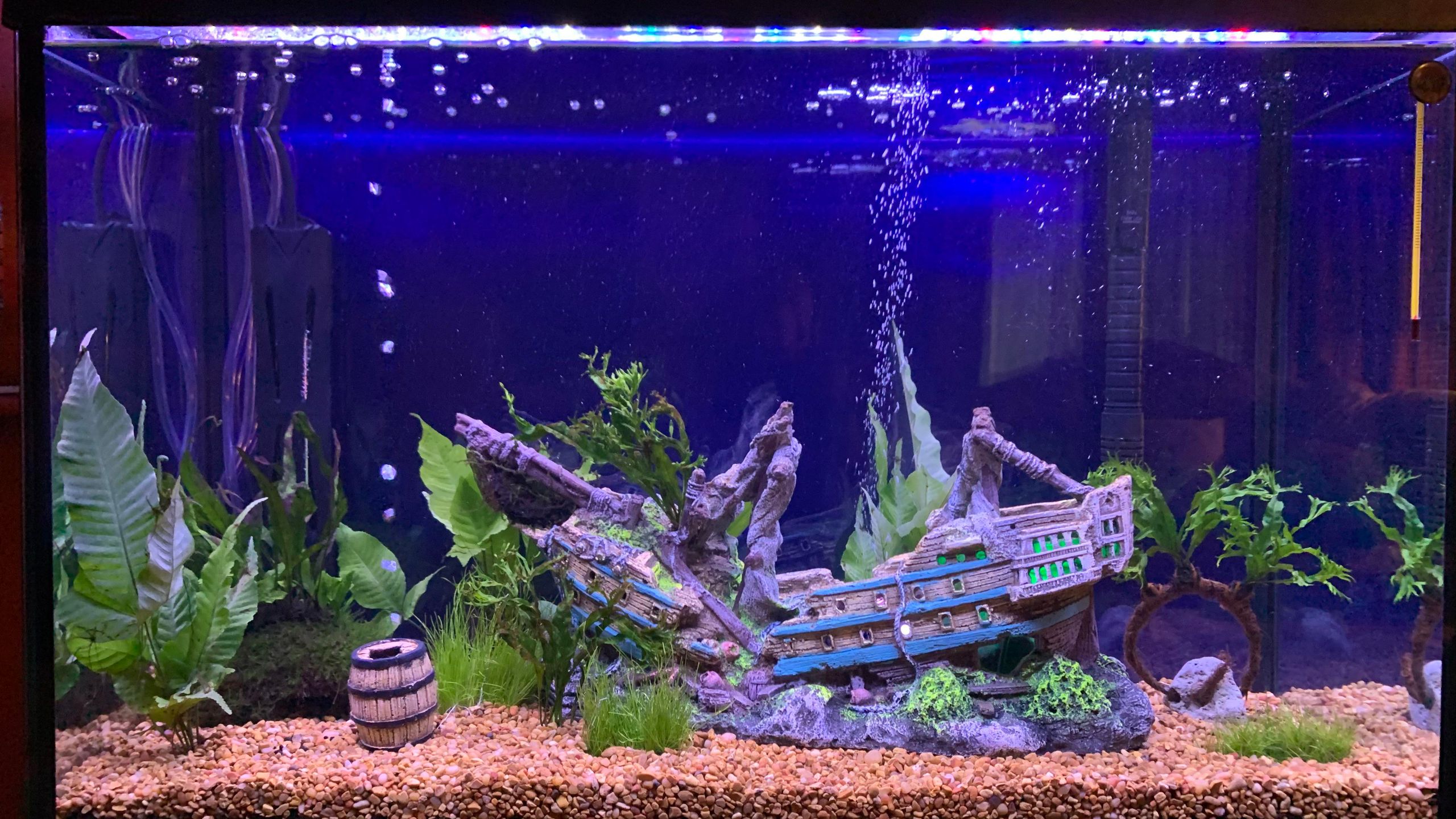 29 gallon community aquarium setup stocking ideas for beginners